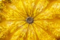 Texture of yellow squash