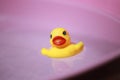 Yellow squeaky ducky in the pool Royalty Free Stock Photo