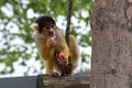 A yellow squirrel monkey eating his food Royalty Free Stock Photo