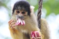 A yellow squirrel monkey eating his food Royalty Free Stock Photo