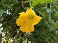 Yellow Squish Flower
