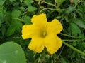 Yellow Squish Flower