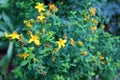 Yellow St. Johns Wort flowers Hypericum Royalty Free Stock Photo