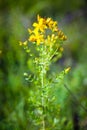 Yellow St Johns flowers Royalty Free Stock Photo