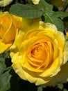 Yellow St. Patrick Hybrid Tea Rose In Botanical Garden Royalty Free Stock Photo