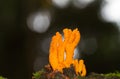 Yellow Stag-horn Fungus