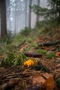 Yellow Stagshorn Calocera viscosa, Orange Coral fungus in autumn foggy forest. Royalty Free Stock Photo