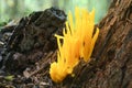 A pretty Yellow Stagshorn fungus Calocera viscosa growing out of wood. Royalty Free Stock Photo