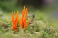 Yellow Stagshorn Fungus on forest floor Royalty Free Stock Photo