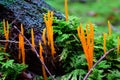 Yellow Stagshorn fungus seedlings on conifer wood Royalty Free Stock Photo