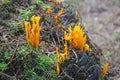 Yellow stagshorn fungus in a wood Royalty Free Stock Photo