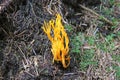 Yellow stagshorn fungus in a wood Royalty Free Stock Photo