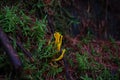 Yellow Stagshorn growing in the forest on green moss Royalty Free Stock Photo
