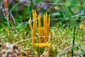 Yellow Stagshorn prob. Calocera viscosa, moss and dead wood