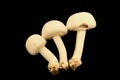 Yellow Stainer Mushrom Trio Royalty Free Stock Photo