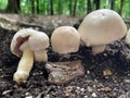 Yellow Stainer Mushrooms in Organic Soil 05 Royalty Free Stock Photo