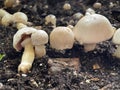 Yellow Stainer Mushrooms in Organic Soil 08 Royalty Free Stock Photo
