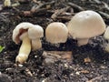 Yellow Stainer Mushrooms in Organic Soil 10 Royalty Free Stock Photo