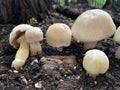 Yellow Stainer Mushrooms in Organic Soil 11 Royalty Free Stock Photo