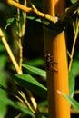 Yellow stalk of bamboo with grean leaves visible in background and some beetle, possibly of family Rosalia Royalty Free Stock Photo