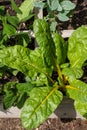 Yellow stalk Swiss chard growing organically in the garden. Royalty Free Stock Photo