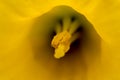 Yellow Daffodil Anthers in Trumpet Royalty Free Stock Photo
