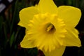 Yellow Daffodil Flower Trumpet Royalty Free Stock Photo