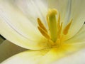 Yellow stamen white petals Royalty Free Stock Photo