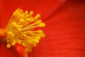 Yellow stamens of flower begonia with red petals