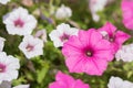 Yellow stamens in pink petunia flowers. A beautiful garden plant. Gardening and landscape design. Close-up. Floral background Royalty Free Stock Photo