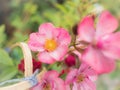 Yellow Stamens of The Pink Ramble Rose