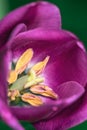 Yellow stamens with pollen in the magenta tulip