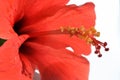 Yellow stamens on a red pestle of Hibiscus flower Royalty Free Stock Photo