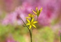 The Yellow Star-of-Bethlehem flower, Gagea lutea