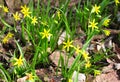 Yellow Star-of-Bethlehem (Gagea lutea)