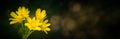 Yellow star of Bethlehem flowers with bokeh on a dark background Royalty Free Stock Photo