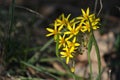 Yellow star of Bethlehem Gagea lutea early spring flower, a flowering plant in the family Liliaceae, a bulb-forming perennial Royalty Free Stock Photo