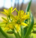 Yellow star of Bethlehem (Gagea lutea)