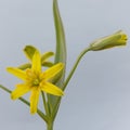 Yellow star of Bethlehem (Gagea lutea)