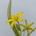 Yellow star of Bethlehem (Gagea lutea)