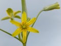 Yellow star of Bethlehem (Gagea lutea)