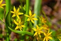 Yellow Star-of-Bethlehem