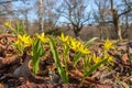 Yellow Star-of-Bethlehem at spring