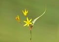 The Yellow Star-of-Bethlehem flower, Gagea lutea