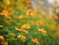 Yellow star flower and bee insect flying for honey