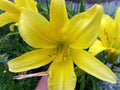 Yellow star gazer lily Royalty Free Stock Photo