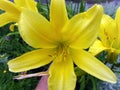 Yellow star gazer lily