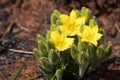 Yellow Star Plant Flower Blossoms Hypoxis hemerocallidea