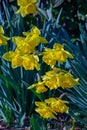 yellow star-shaped spring flowers that arise from their bulbs every year.