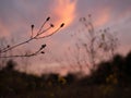 Yellow star thisle silhouetted against sunset colored sky Royalty Free Stock Photo